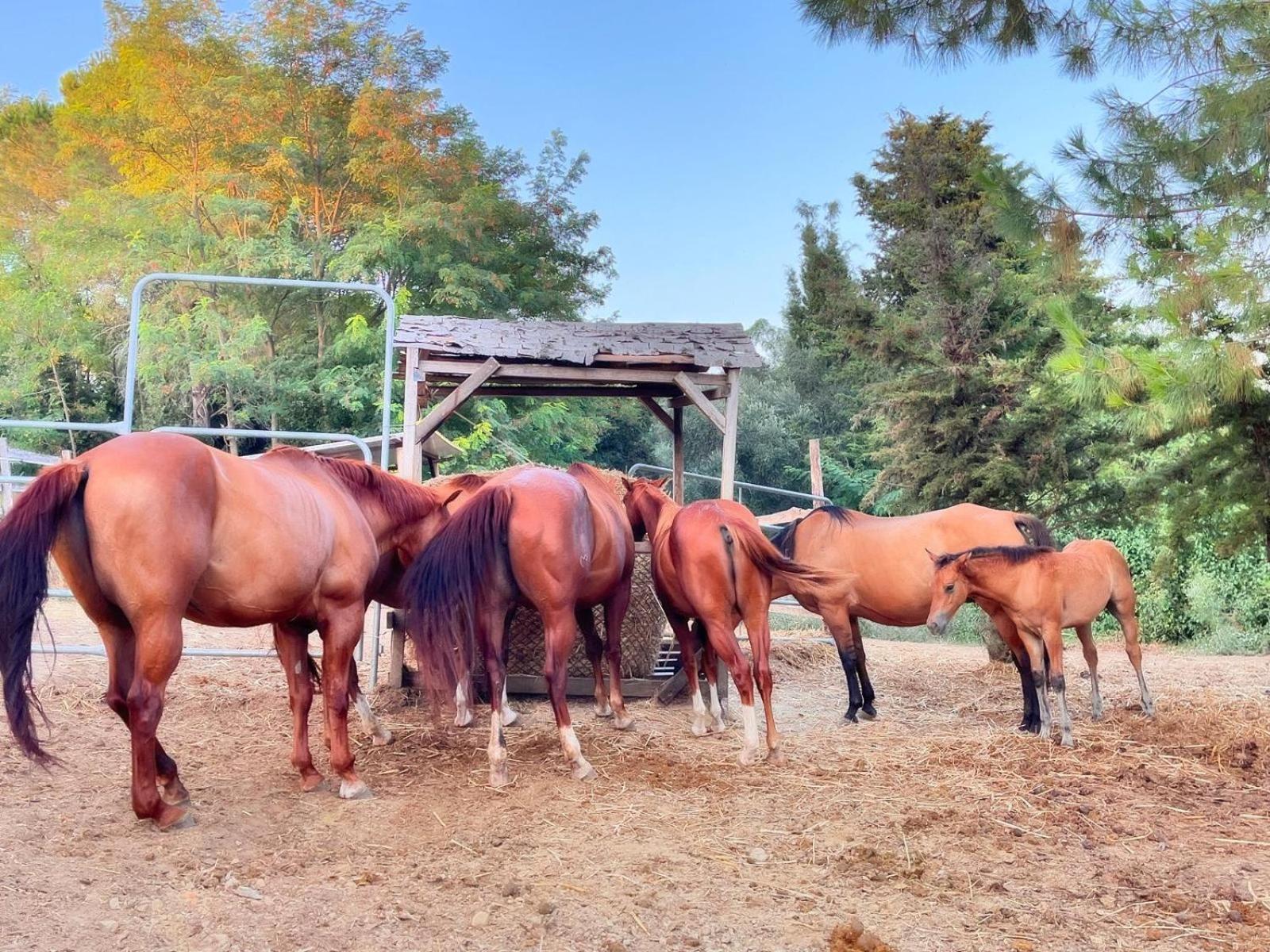 Podere Orzale Hospitality & Quarter Horses Usigliano Buitenkant foto